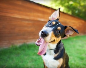 Adoption Event at Pet Supplies Plus! - Dallas Dog