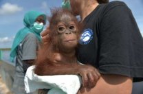 Baby orangutan rescued after being kept as a pet