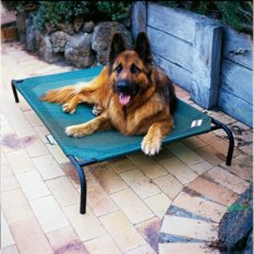 Coolaroo Elevated Pet Bed with Breathable Fabric, Large 51.1 x