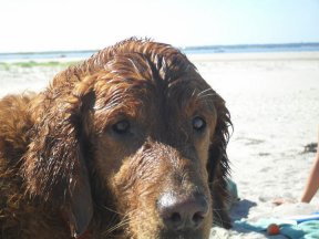 Dog friendly cape cod beaches, hotels, restaurants & activities