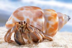 Hermit Crab Care: The Ultimate Guide | Pet Care Lab