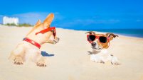 Pet Friendly Condos In Destin, FL - Seascape Resort