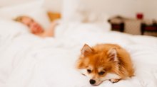 Pet-Friendly Hotels in Los Angeles: Something to Bark About