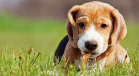 Pet Policy - Pet Friendly Apartments in Cranston RI