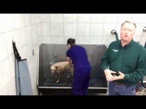 Pet Supplies Plus Self Serve Dog Wash - YouTube