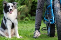 How to walk with your pets?