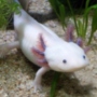 Axolotl for sale