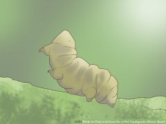 Image titled Find and Care for a Pet Tardigrade (Water Bear) Step 1