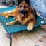 Coolaroo Elevated pet Bed