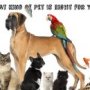 What pet is right for me?