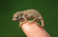 Chameleon as a pet
