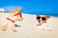 Pet friendly Condos In Destin, FL