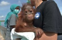 Pet Orangutan